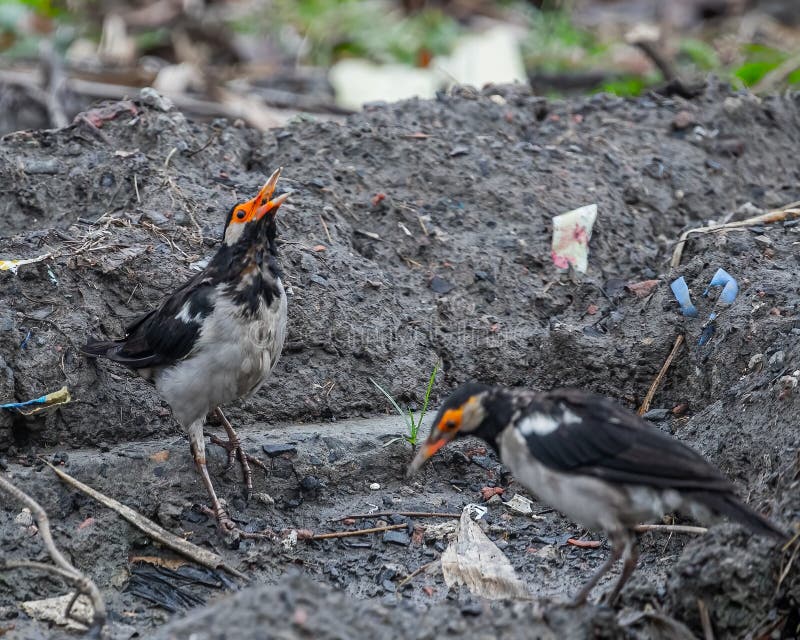 Un pez mirando fijamente comiendo un insecto. Una estrella ocupada comiendo un insecto sacado del barro