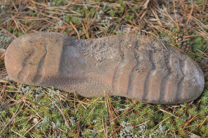 Un pezzo di suola di gomma grigia proveniente da una scarpa sporca vecchia. fotografia stock