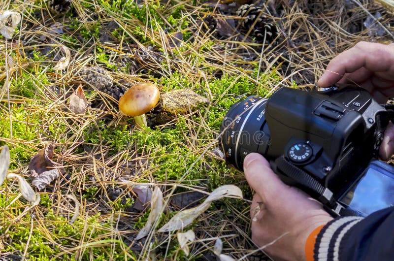 Un photographe Shooting Macro Scene extérieur Mains tenant un appareil photo numérique en Live Preview Mode Pointing à un champig images stock Un photographe Shooting Macro Scene extérieur Mains tenant un appareil photo numérique en Live Preview Mode Pointing à un champig images stock