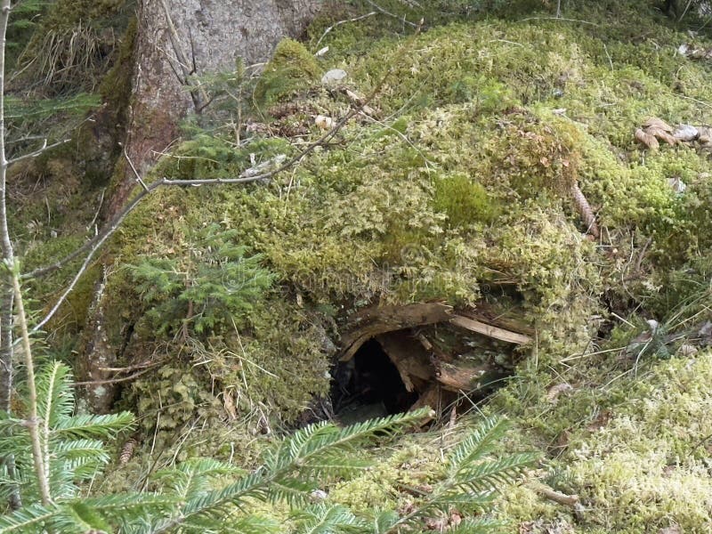 Un piccolo animale bruciato in un pavimento di foresta coperto immagini stock