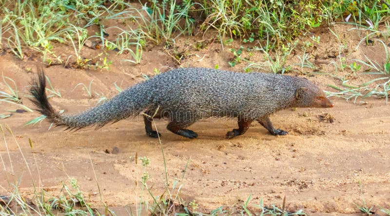 Un piccolo animale con una coda lunga attraversa una strada sporca fotografie stock
