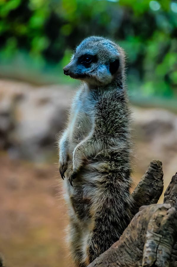 Un piccolo animale con una coda lunga si trova su un tronco fotografie stock