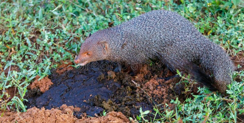 Un piccolo animale con una coda lunga sta attraversando un'area fangosa immagine stock