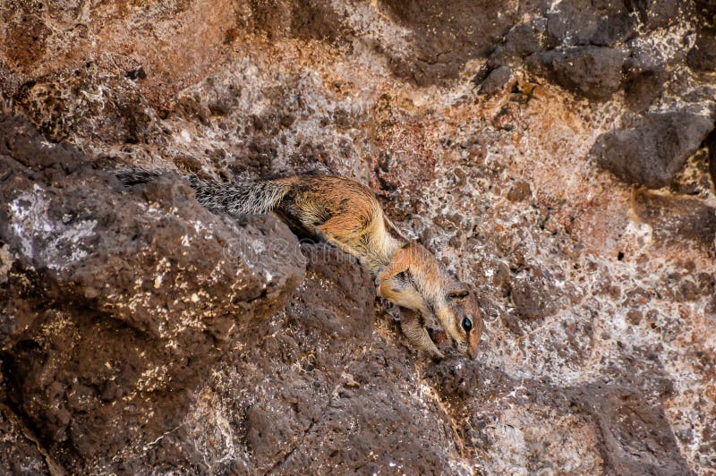 Un piccolo animale sta arrampicando su una roccia fotografia stock