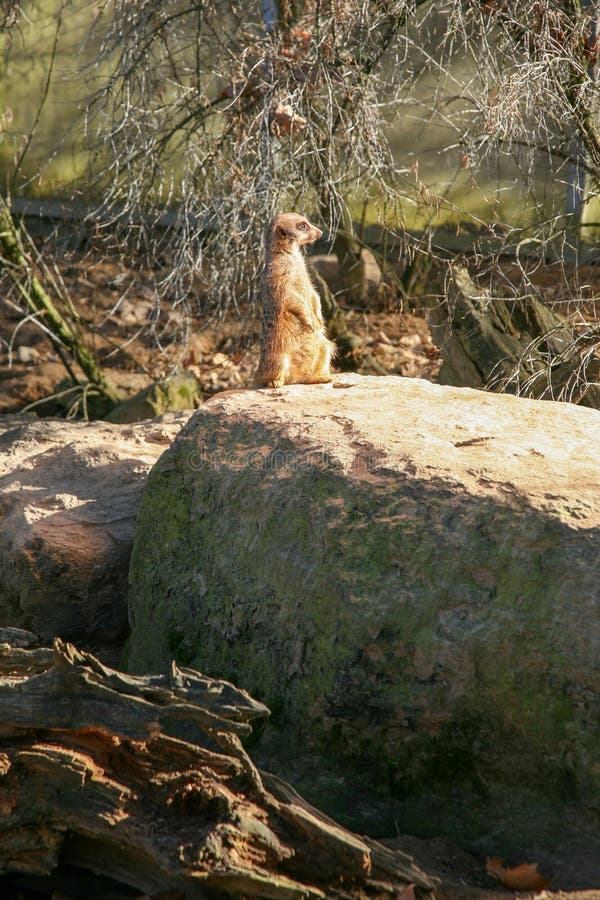 Un piccolo animale sta su una roccia fotografia stock