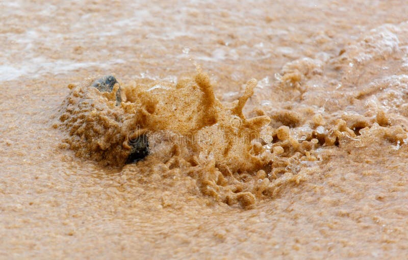 Un piccolo animale è nell'acqua e l'acqua è marrone fotografia stock