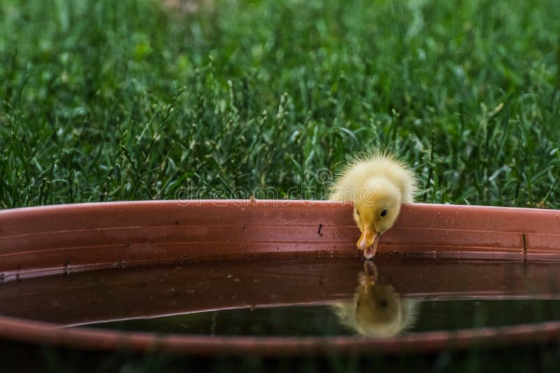 little yellow baby running duck looks at a water bowl with reflection. little yellow baby running duck looks at a water bowl with reflection