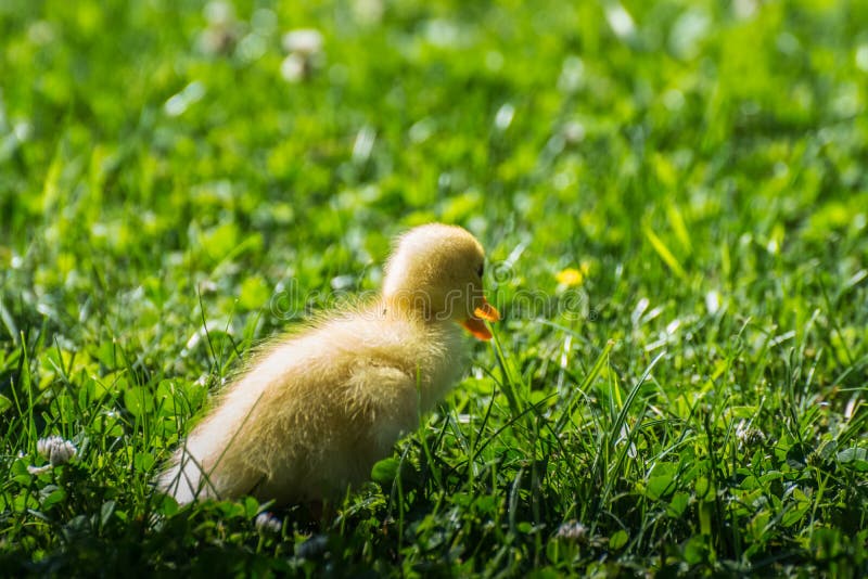 little soft yellow baby running duck in the grass in summer. little soft yellow baby running duck in the grass in summer