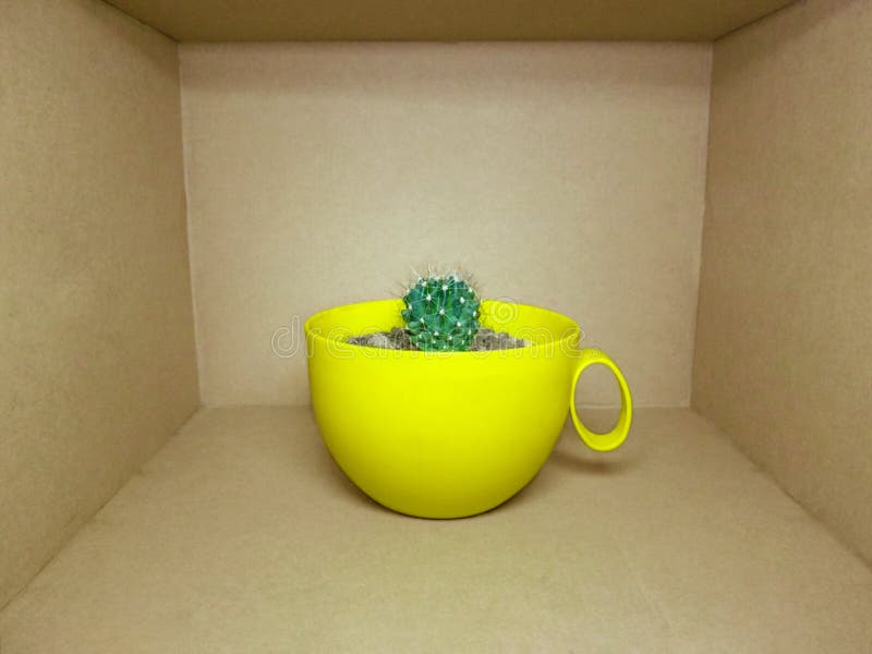 Un piccolo cactus globulare in un vaso giallo luminoso è dentro una scatola rettangolare marrone immagine stock Un piccolo cactus globulare in un vaso giallo luminoso è dentro una scatola rettangolare marrone immagine stock
