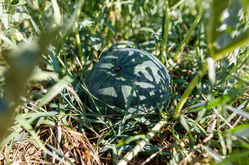 Un piccolo cocomero verde è seduto nell'erba fotografia stock libera da diritti