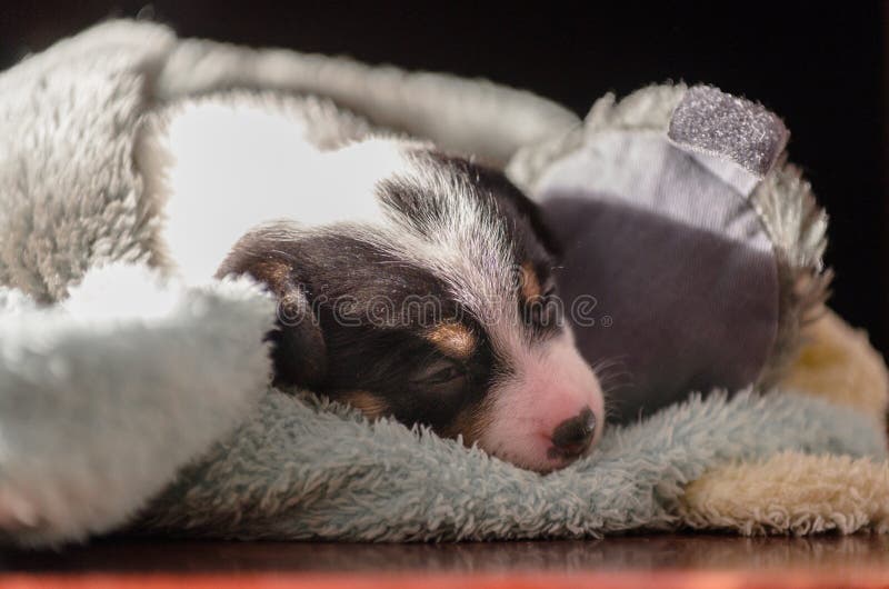 Un piccolo cucciolo, Jack Russell Terrier, ha aperto per la prima volta i suoi occhi e vede il mondo sugli occhi Il cane sta trov immagini stock libere da diritti Un piccolo cucciolo, Jack Russell Terrier, ha aperto per la prima volta i suoi occhi e vede il mondo sugli occhi Il cane sta trov immagini stock libere da diritti