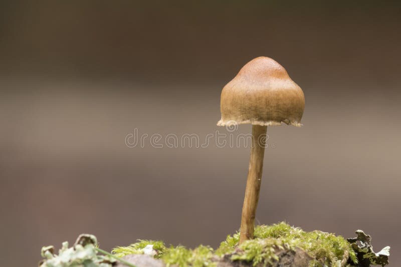 Un piccolo fungo