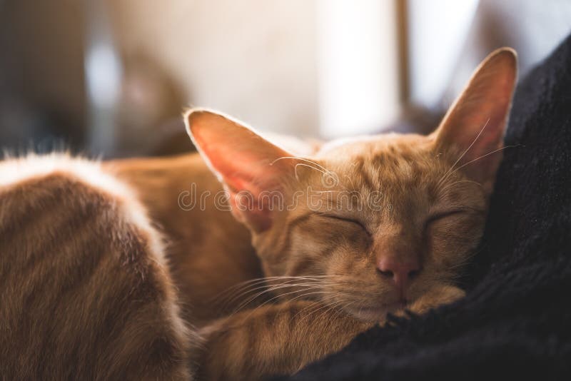 Un Piccolo Gatto Marrone Che Dorme Su Un Cuscino Nero Con Ritenere