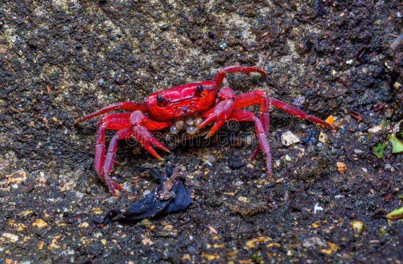 Un Piccolo Granchio Rosso Sta Covando Nelle Coperture Del