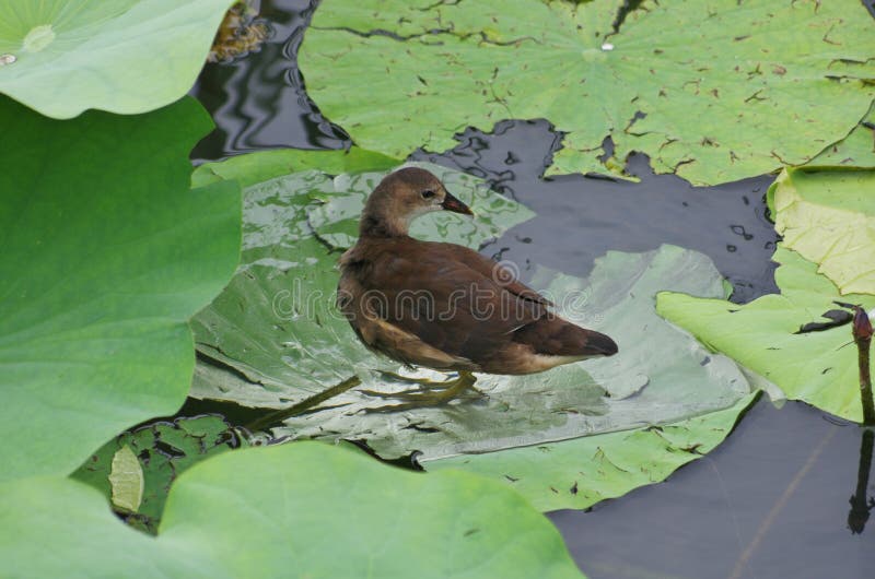 Un piccolo pollo della gallinella d'acqua immagini stock libere da diritti Un piccolo pollo della gallinella d'acqua immagini stock libere da diritti