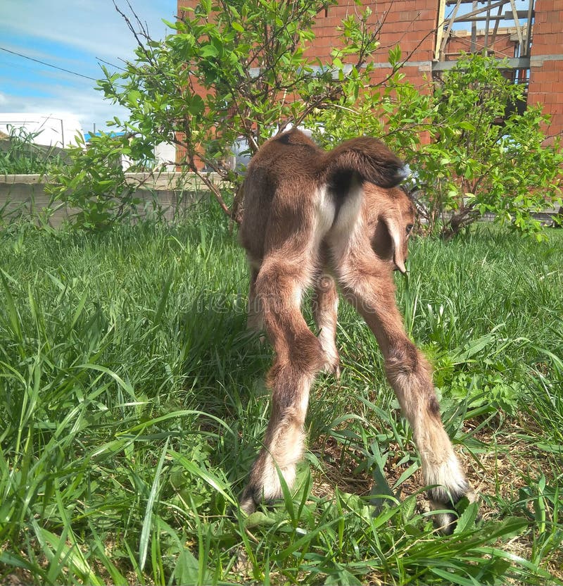 Un piccolo ragazzo marrone nell'erba, divertente, sollevò la gamba di un animale in una fattoria.