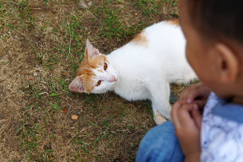 Un piccolo ragazzo sveglio che gioca con il gatto su erba verde - immagine immagine stock Un piccolo ragazzo sveglio che gioca con il gatto su erba verde - immagine immagine stock