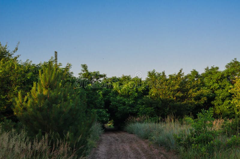 Un piccolo sentiero nel bosco fra i boschetti dell'acacia selvatica La strada che conduce a The Creek Sport di mattina che paregg fotografie stock libere da diritti Un piccolo sentiero nel bosco fra i boschetti dell'acacia selvatica La strada che conduce a The Creek Sport di mattina che paregg fotografie stock libere da diritti