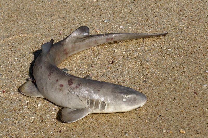 Un Piccolo Squalo Morto Sulla Riva Fotografia Stock Immagine di morte