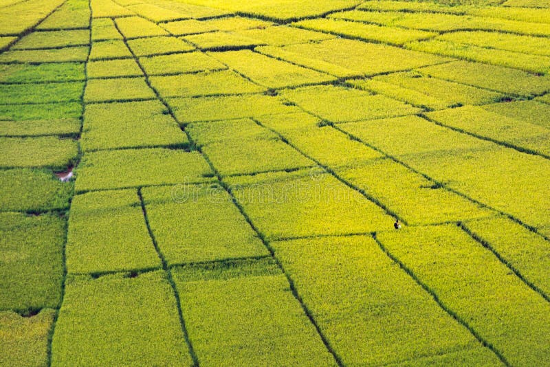 Un piccolo uomo che cammina nelle risaie della ragnatela di Lingko immagini stock libere da diritti