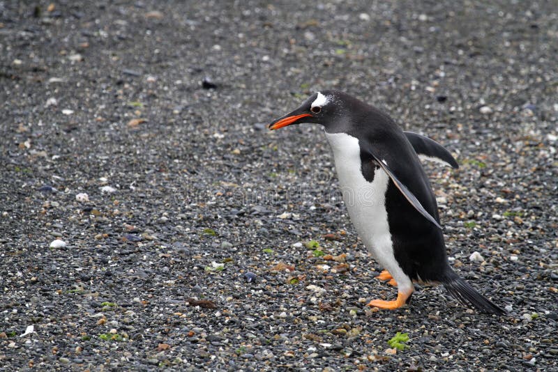 Un pingouin long-coupé la queue de Gentoo photo stock Un pingouin long-coupé la queue de Gentoo photo stock