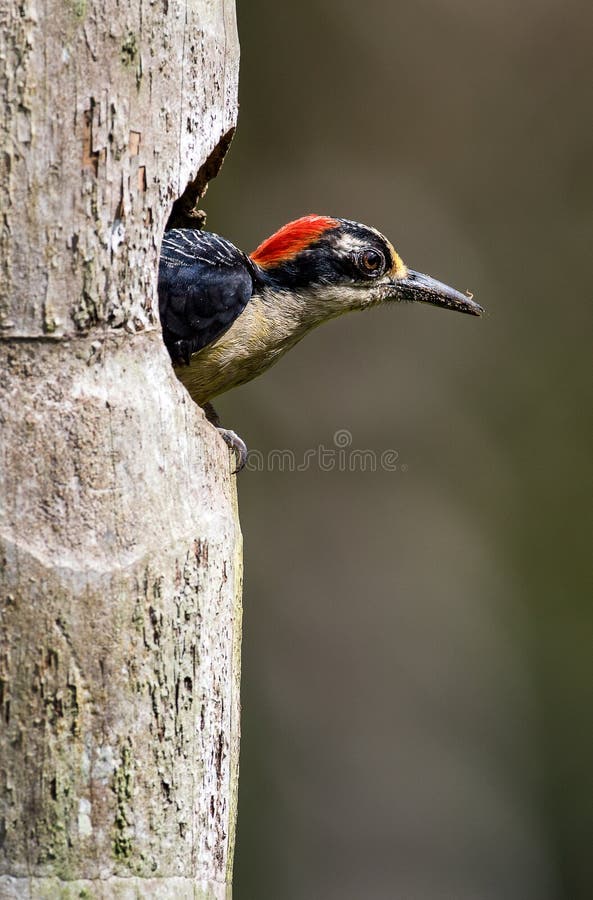 Un pivert cheeked par noir dans le nid image libre de droits Un pivert cheeked par noir dans le nid image libre de droits