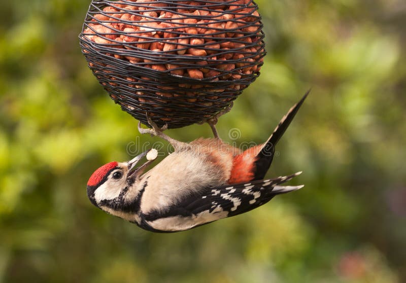 Greater Spotted Woodpecker with peanut in its beak. Greater Spotted Woodpecker with peanut in its beak