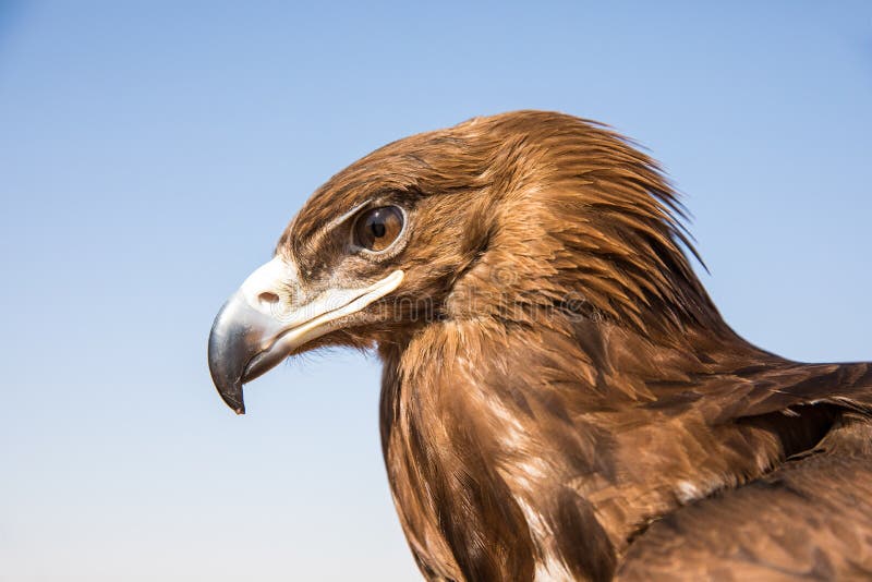 Un plus grand aigle repéré pendant une exposition de fauconnerie de désert à Dubaï, EAU
