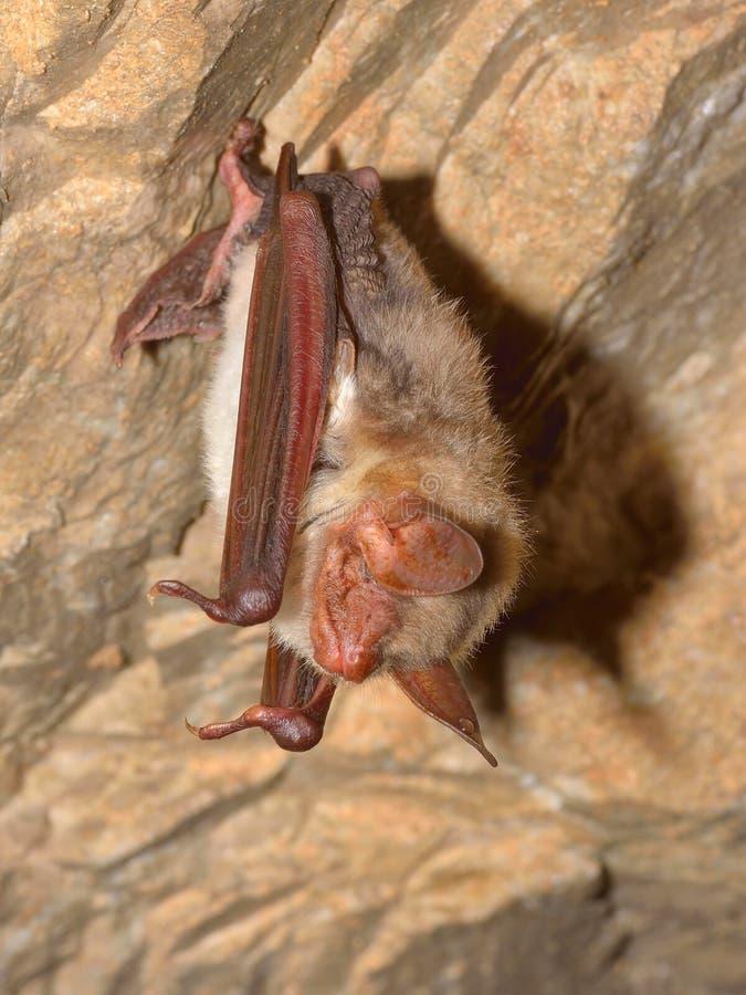 Un plus grand myotis souris-à oreilles de Myotis de batte photographie stock Un plus grand myotis souris-à oreilles de Myotis de batte photographie stock