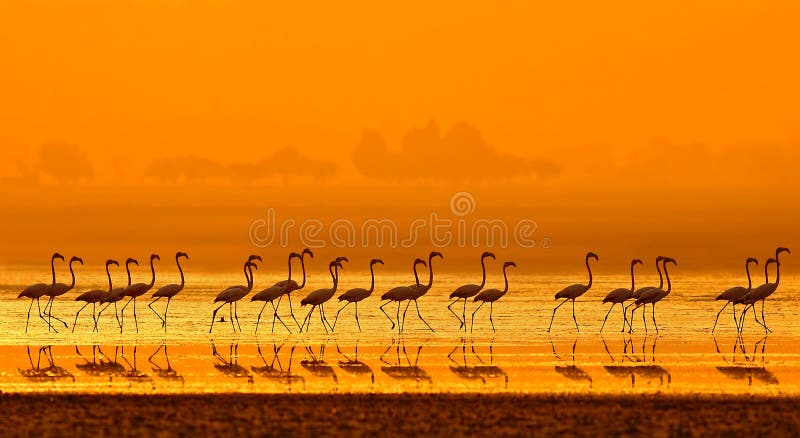 Un plus grand roseus de Phoenicopterus de flamant images stock Un plus grand roseus de Phoenicopterus de flamant images stock