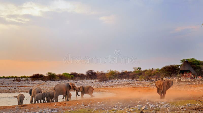 Un point d'eau au crépuscule dans Etosha avec des éléphants s'époussetant photographie stock Un point d'eau au crépuscule dans Etosha avec des éléphants s'époussetant photographie stock
