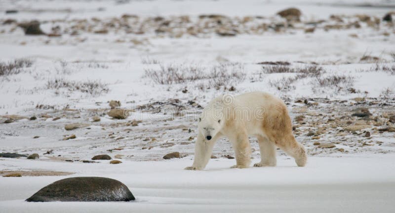 Un polaire concerne la toundra neige canada images stock Un polaire concerne la toundra neige canada images stock