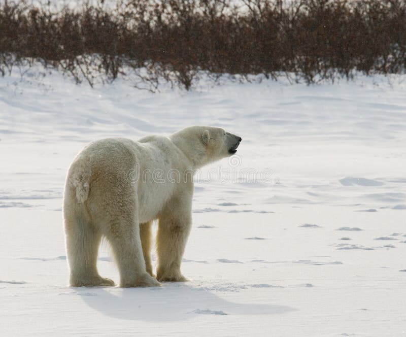Un polaire concerne la toundra neige canada photo libre de droits Un polaire concerne la toundra neige canada photo libre de droits