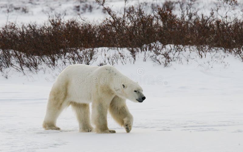 Un polaire concerne la toundra neige canada images libres de droits Un polaire concerne la toundra neige canada images libres de droits