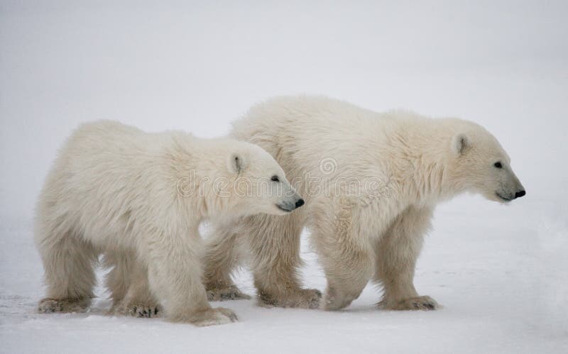 Un polaire concerne la toundra neige canada images libres de droits Un polaire concerne la toundra neige canada images libres de droits