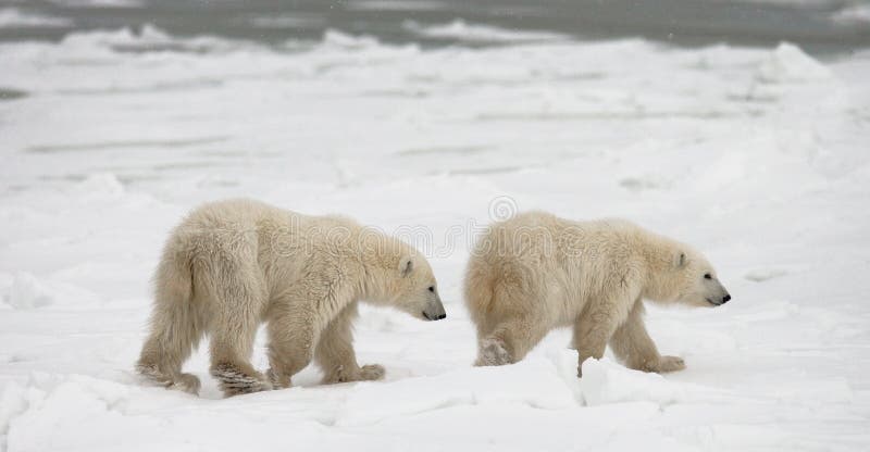 Un polaire concerne la toundra neige canada image stock Un polaire concerne la toundra neige canada image stock