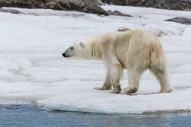Un polare riguarda l'arcipelago della costa del ghiaccio delle Svalbard fotografia stock Un polare riguarda l'arcipelago della costa del ghiaccio delle Svalbard fotografia stock