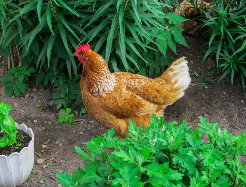 Un pollo rosso in tensione luminoso cammina attraverso l'erba fotografie stock libere da diritti Un pollo rosso in tensione luminoso cammina attraverso l'erba fotografie stock libere da diritti