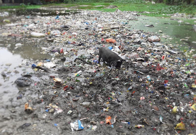 Un porc noir recherchant la nourriture en déchets près de l'étang photos libres de droits Un porc noir recherchant la nourriture en déchets près de l'étang photos libres de droits