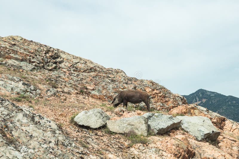 Un porc sauvage sur des roches en montagnes de Gennargentu, Sardaigne, Italie photographie stock Un porc sauvage sur des roches en montagnes de Gennargentu, Sardaigne, Italie photographie stock