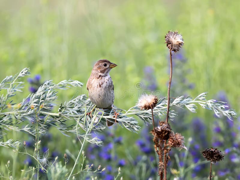 Un portrait d'un calandra d'Emberiza d'étamine de maïs images libres de droits Un portrait d'un calandra d'Emberiza d'étamine de maïs images libres de droits