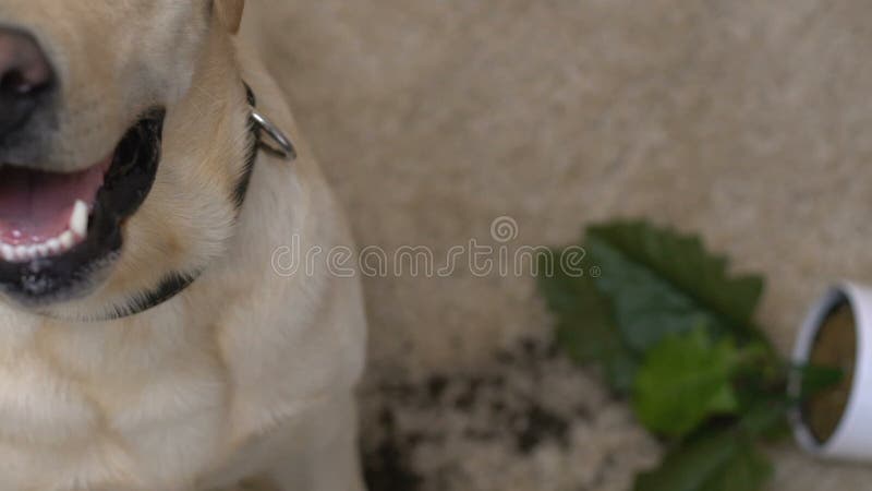 Un pot de plante renversÃ© sur le sol prÃ¨s du labrador mignon, en regardant la camÃ©ra, un chien jouant