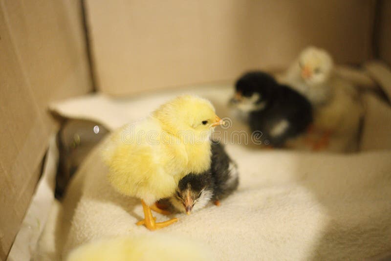 Un poulet nouveau-né jaune tient, et sous lui monte le noir, comme un kvochku, pour maintenir chaud soin mignon images libres de droits Un poulet nouveau-né jaune tient, et sous lui monte le noir, comme un kvochku, pour maintenir chaud soin mignon images libres de droits