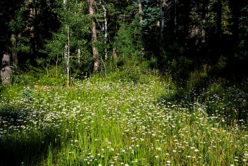 Un prato delle margherite bianche in uno schiarimento in una foresta alpina fotografia stock libera da diritti Un prato delle margherite bianche in uno schiarimento in una foresta alpina fotografia stock libera da diritti