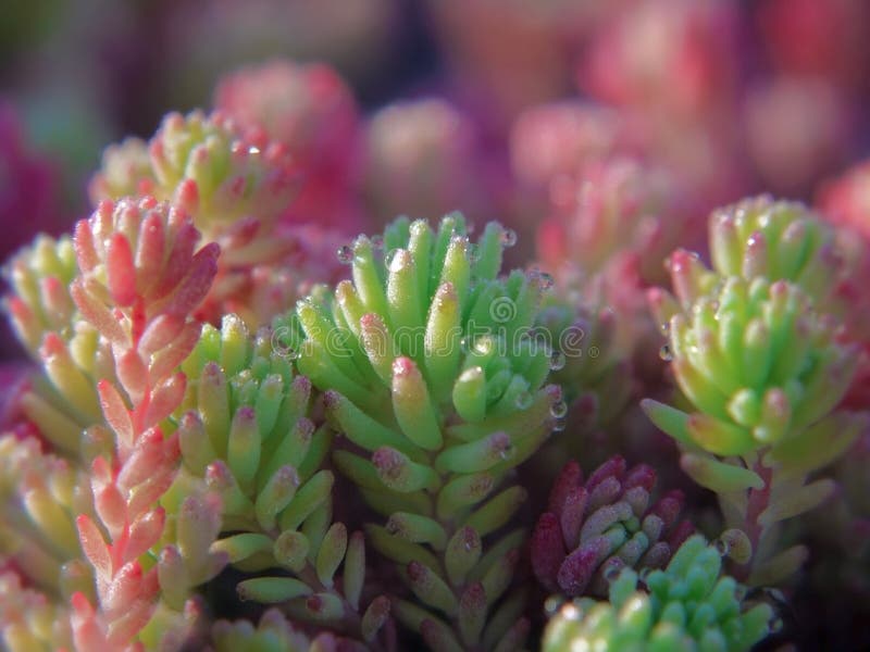Un primer de brotes rosados y verdes de la uva de gato española, hispanicum de Sedum, destellando en la luz del sol de la mañana foto de archivo Un primer de brotes rosados y verdes de la uva de gato española, hispanicum de Sedum, destellando en la luz del sol de la mañana foto de archivo