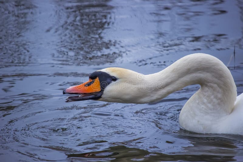 The swan drives away strangers. Background is blue lake water. The swan drives away strangers. Background is blue lake water.