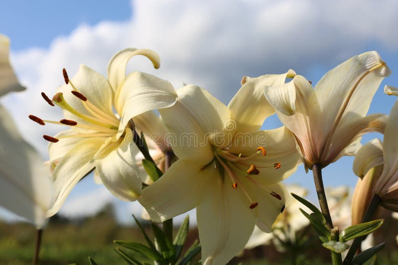 Un primer plano de las maravillosas lirios blancos en el jardín sobre el fondo del cielo azul imagen de archivo libre de regalías Un primer plano de las maravillosas lirios blancos en el jardín sobre el fondo del cielo azul imagen de archivo libre de regalías