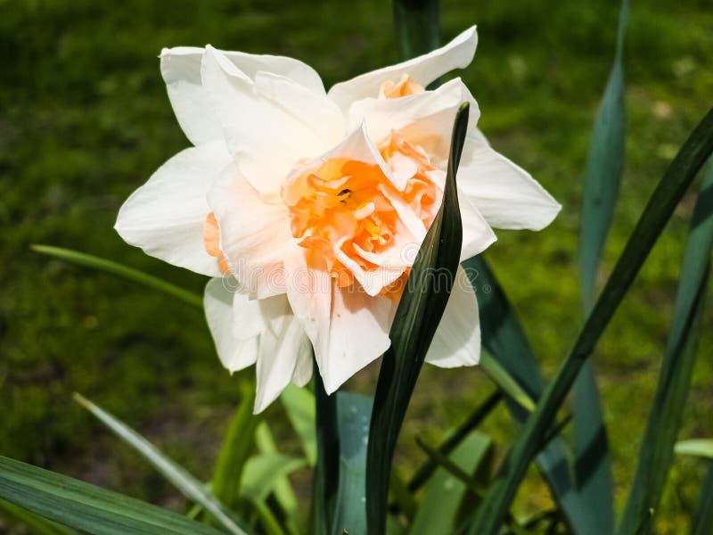 Un primo piano dettagliato di un bellissimo fiore bianco Narciso con un centro giallo immagini stock