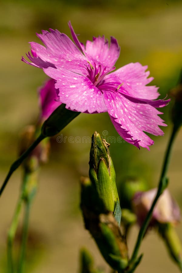 Un primo piano di un fiore porpora del giardino su uno sfondo naturale vago Fiore bello del giardino fotografie stock libere da diritti Un primo piano di un fiore porpora del giardino su uno sfondo naturale vago Fiore bello del giardino fotografie stock libere da diritti
