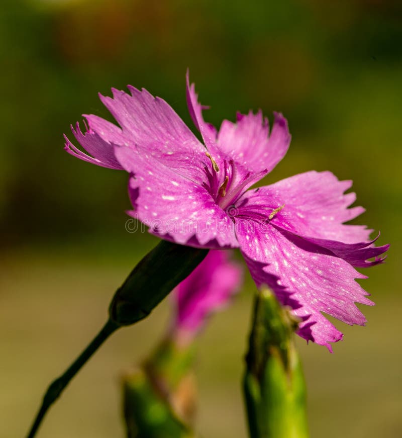Un primo piano di un fiore porpora del giardino su uno sfondo naturale vago Fiore bello del giardino fotografie stock Un primo piano di un fiore porpora del giardino su uno sfondo naturale vago Fiore bello del giardino fotografie stock